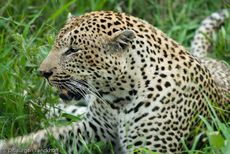 leopard (16 von 60).jpg